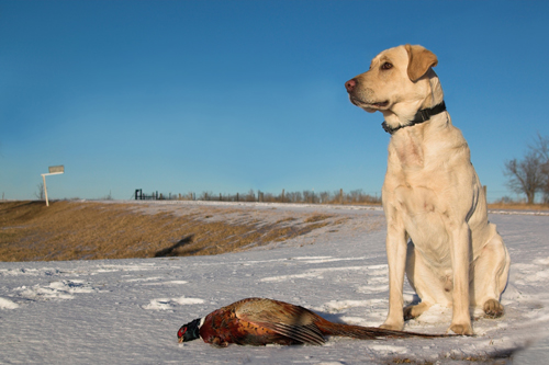 Pheasant Hunting Dog