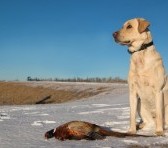 Pheasant Hunting Dog